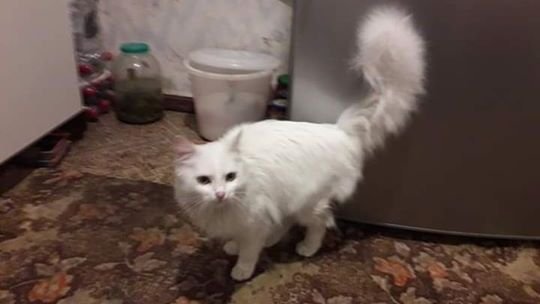 В Днепре пропало много животных: помогите найти 4