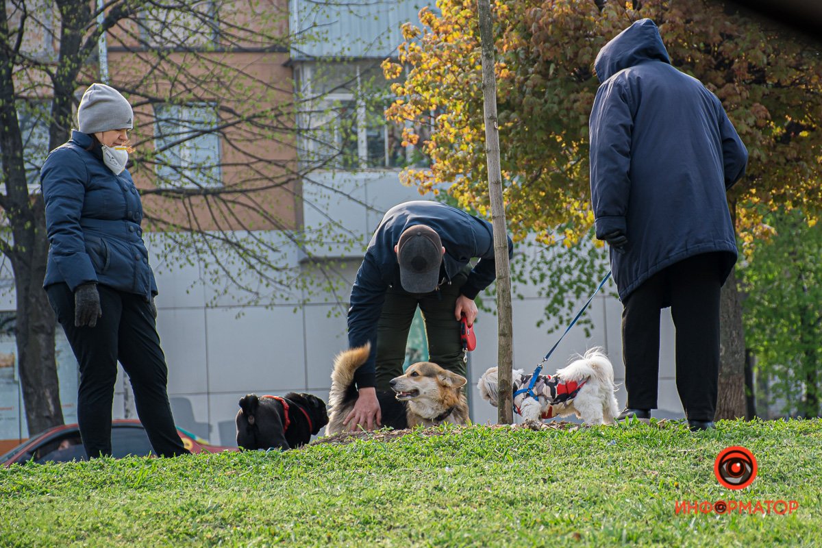 Хорошо быть собачкой во время карантина Хорошо быть собачкой во время карантина