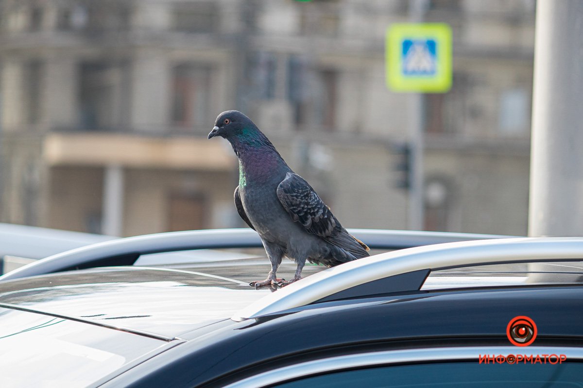 Голубь Игнат передает привет Голубь Игнат передает привет