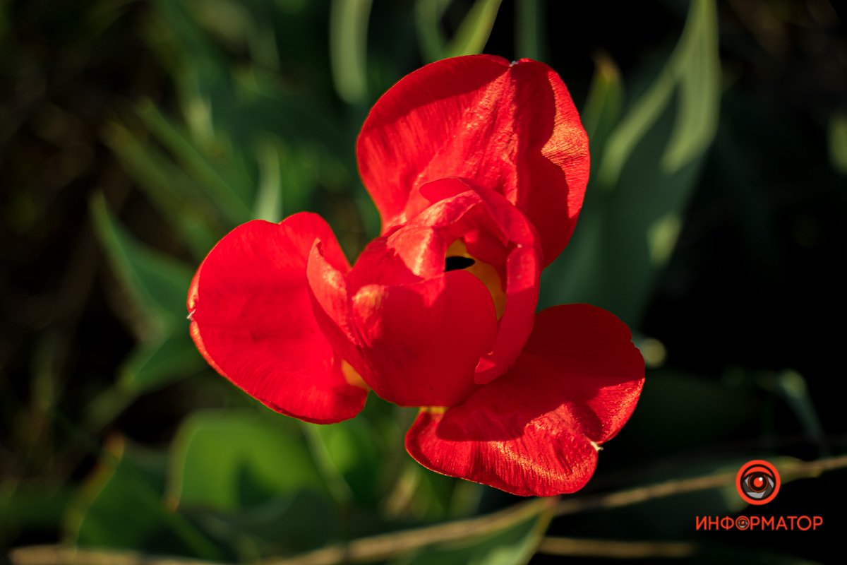 Ароматы природы