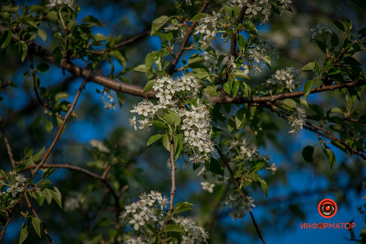 Уже жужжат шмели и майские жуки