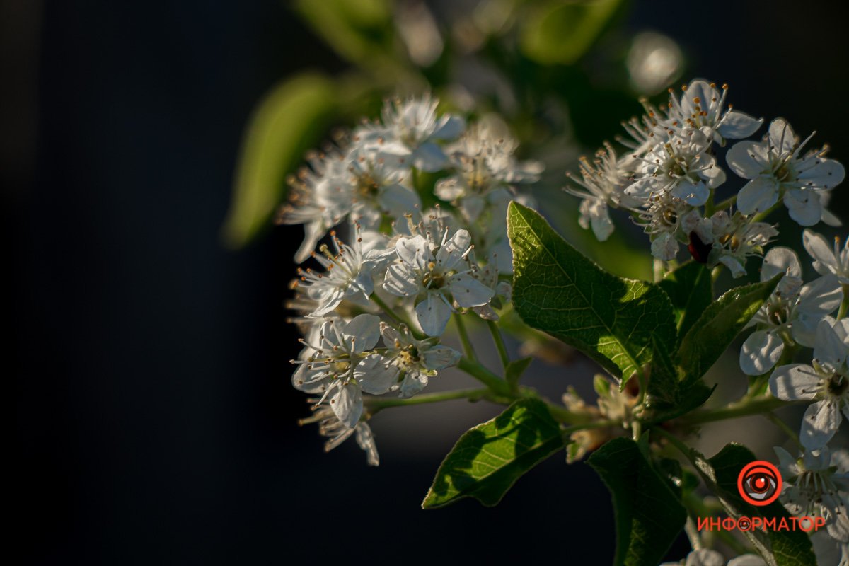 Весна дождется вас 