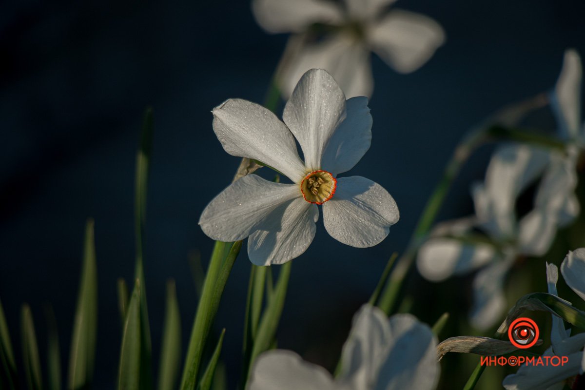 Весна приветствует вас