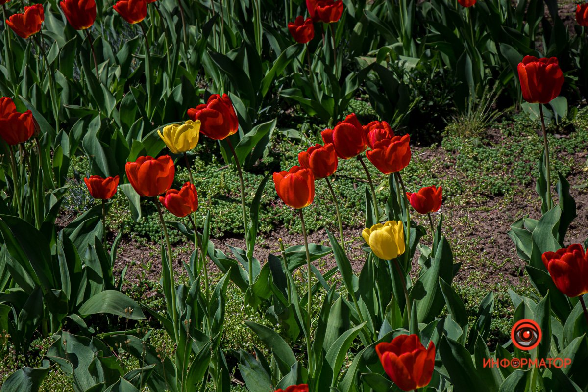 Мир в цвете