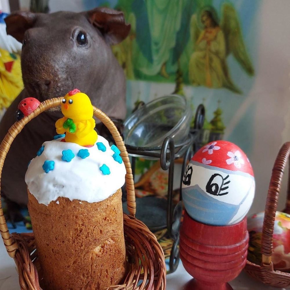 Фото: shalimova_ulia Фото: shalimova_ulia