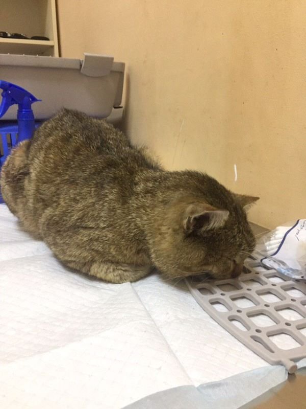 Котику нужно вылечиться, помогите ему в этом Котику нужно вылечиться, помогите ему в этом