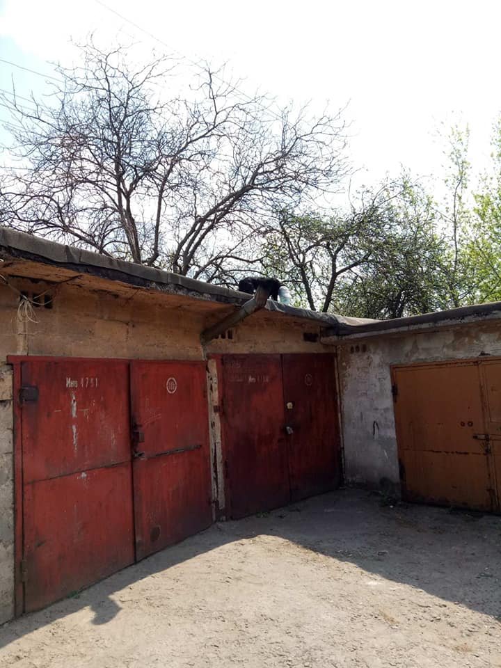 Жизнь зверька в опасности