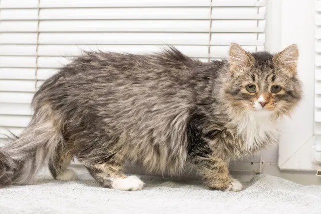 Маленькие истории бездомных животных: где найти себе верного друга в Днепре 1