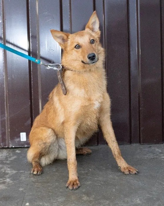 Маленькие истории бездомных животных: где найти себе верного друга в Днепре 3