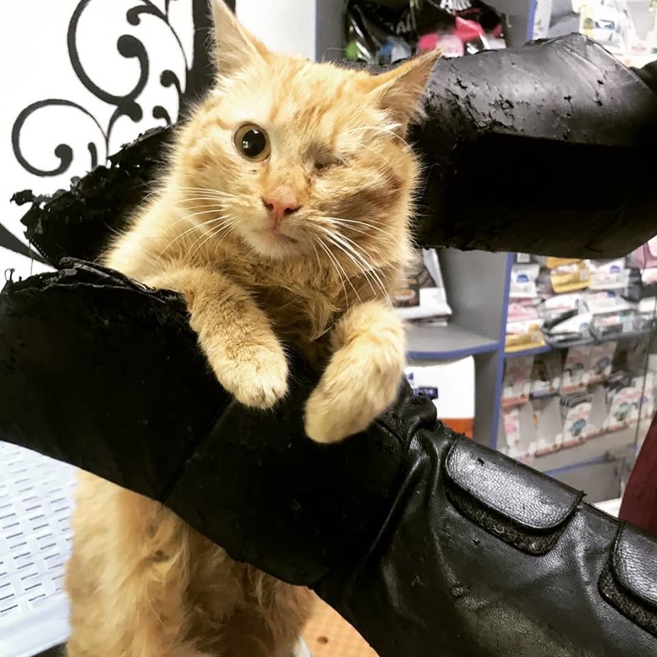 Маленькие истории бездомных животных: где найти себе верного друга в Днепре 4