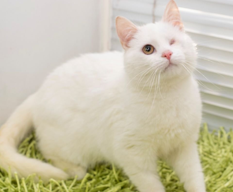 Маленькие истории бездомных животных: где найти себе верного друга в Днепре 5