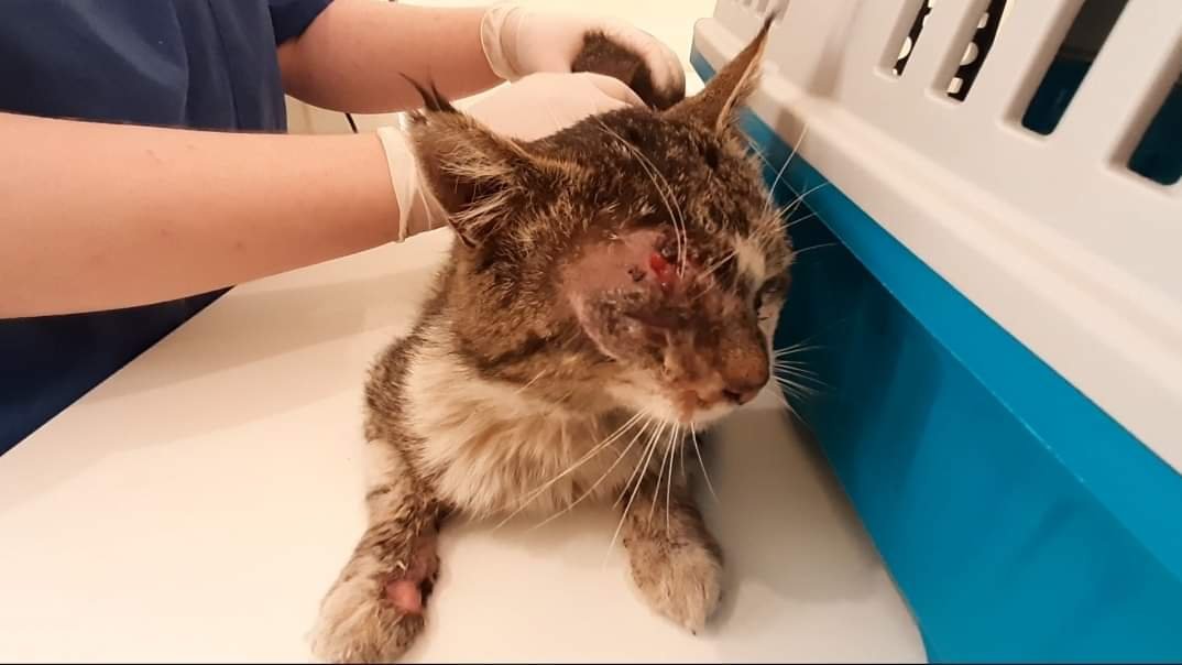 Животное истощено