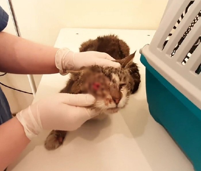 Кот лишился глаза