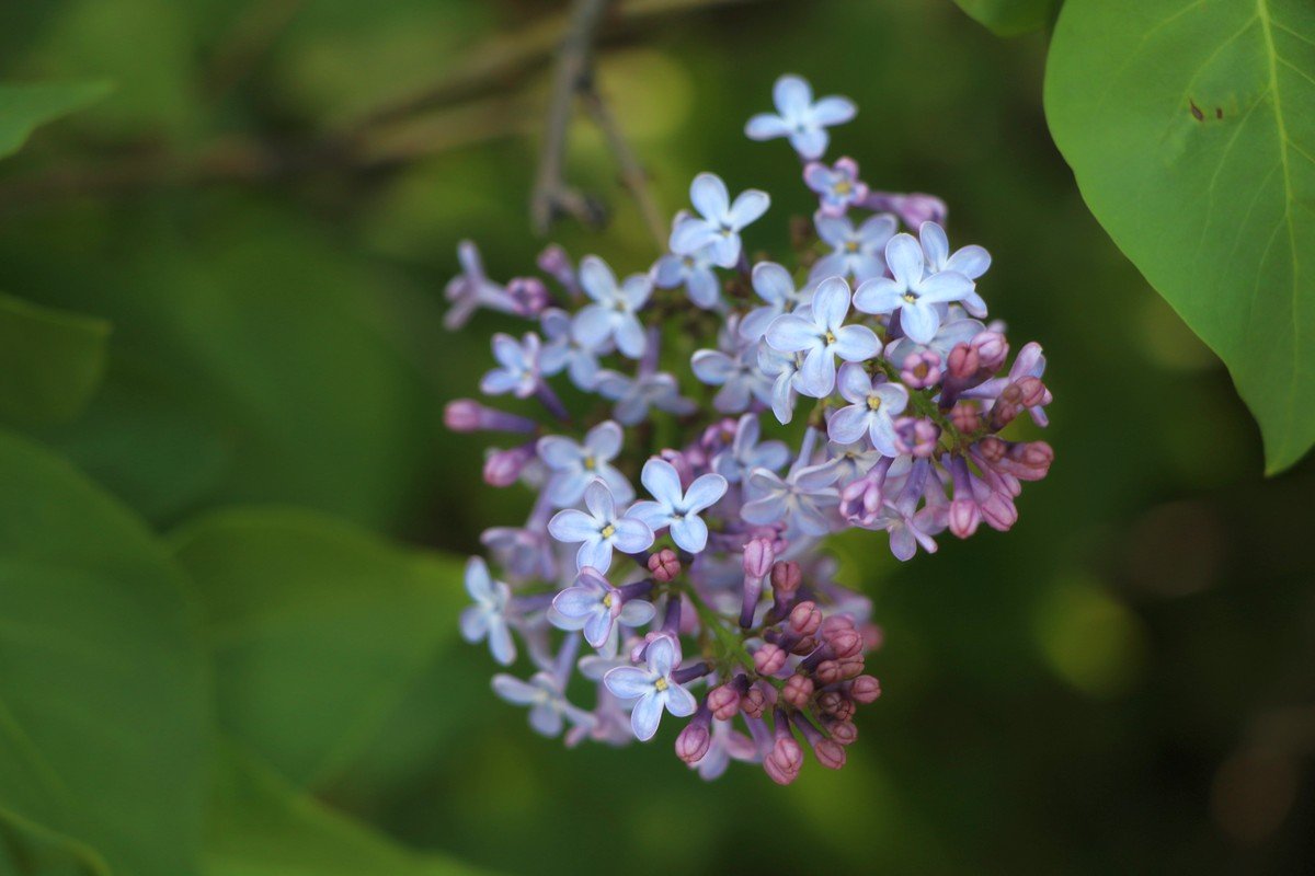 Потихоньку распускается
