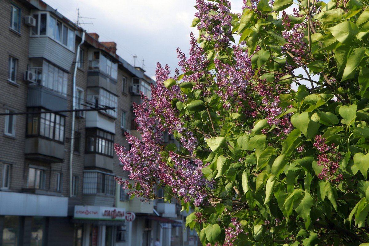 Сирень только начинает оживать