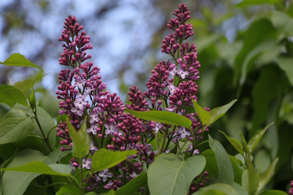 Свечки сирени