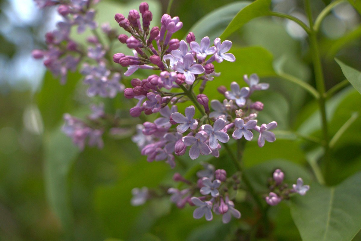 Сирень передает привет