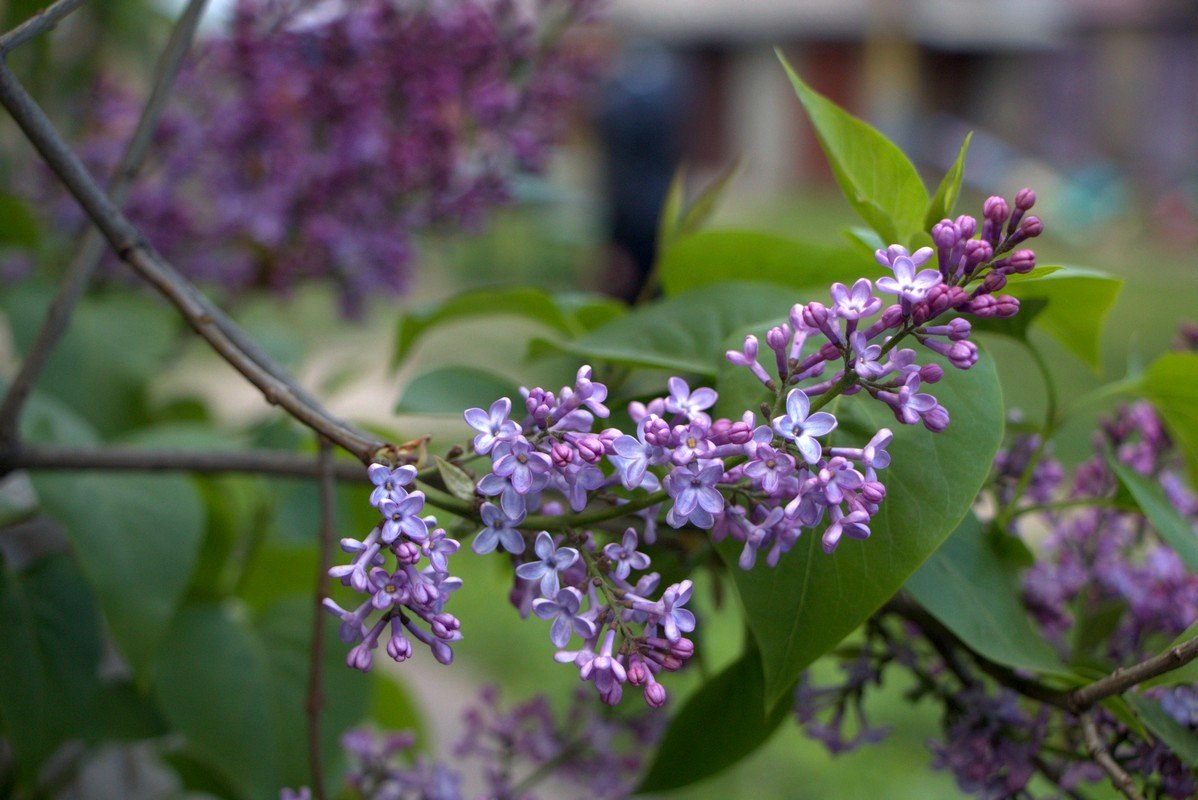 Весна будет нас ждать