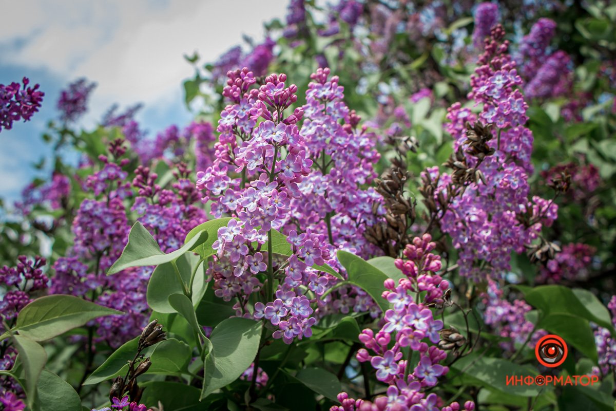 Цветет по всему городу