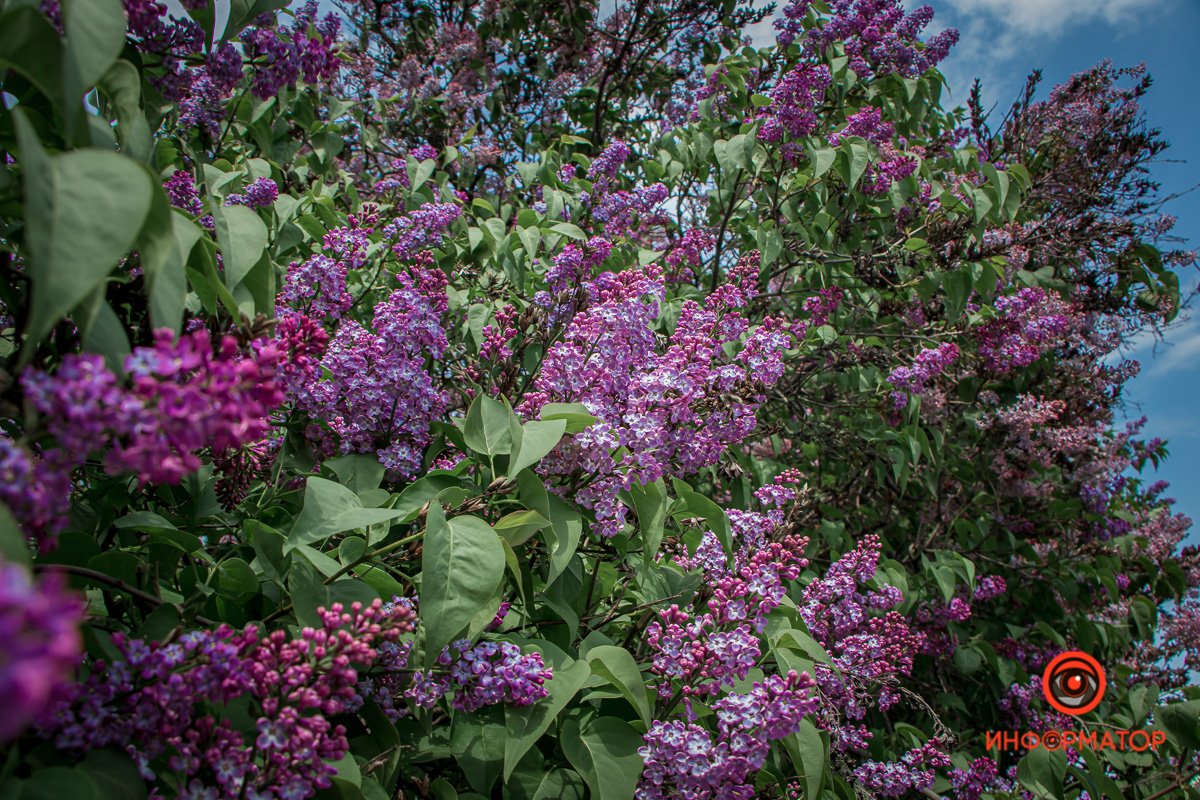 Любите Днепр