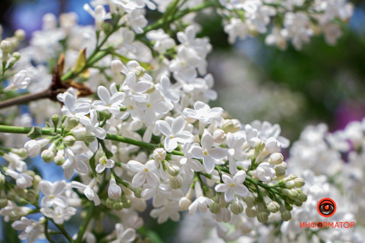 Белая тоже расцвела