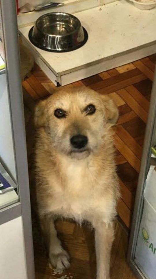 В Днепре пропало много животных: помогите найти 3
