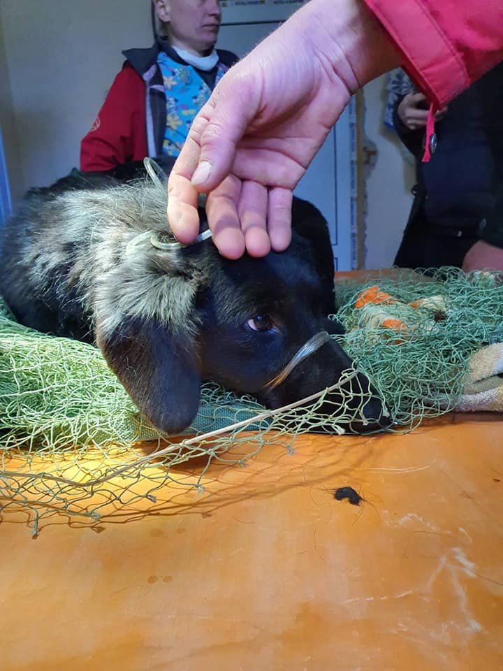 Собаку ловили несколько дней Собаку ловили несколько дней