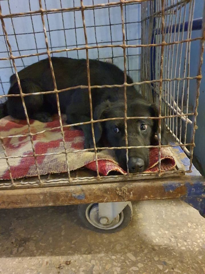 Животное находится в КП "Зооконтроль Животное находится в КП "Зооконтроль