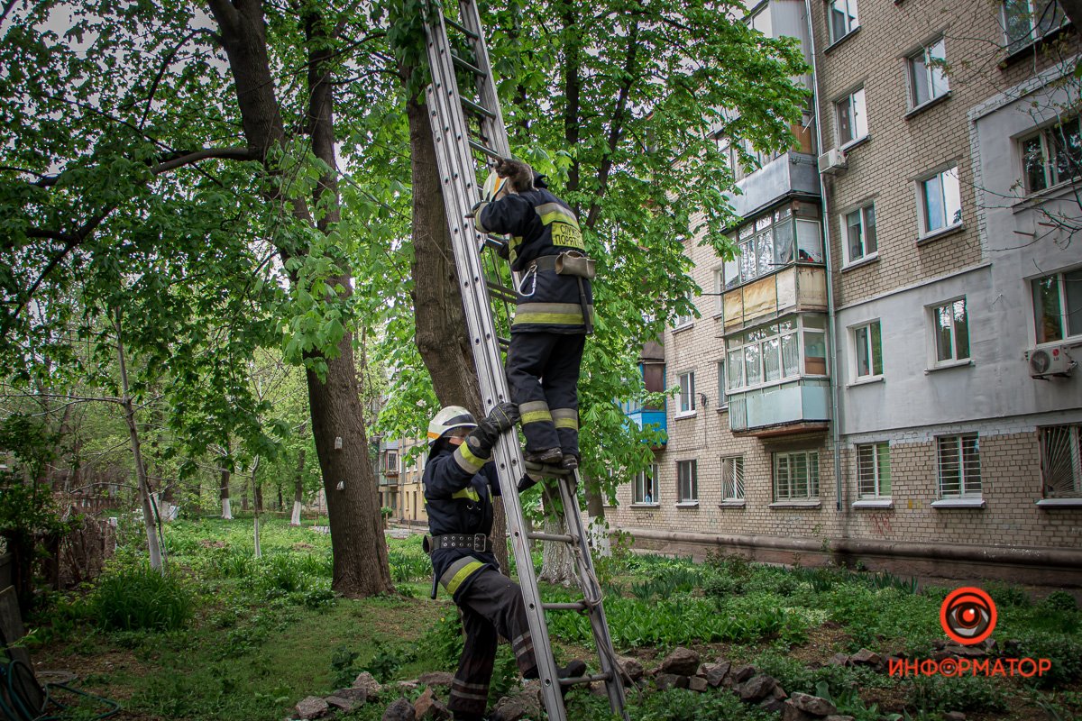 Котика отдали хозяйке