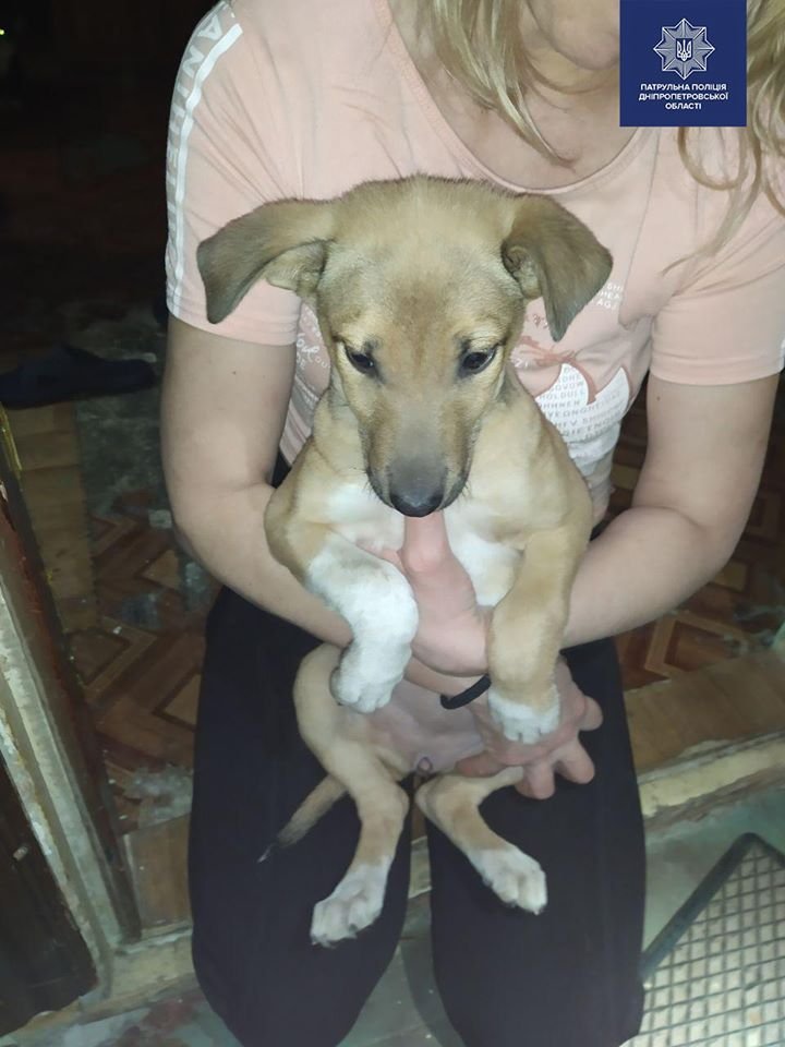 Песика к себе забрала соседка Песика к себе забрала соседка