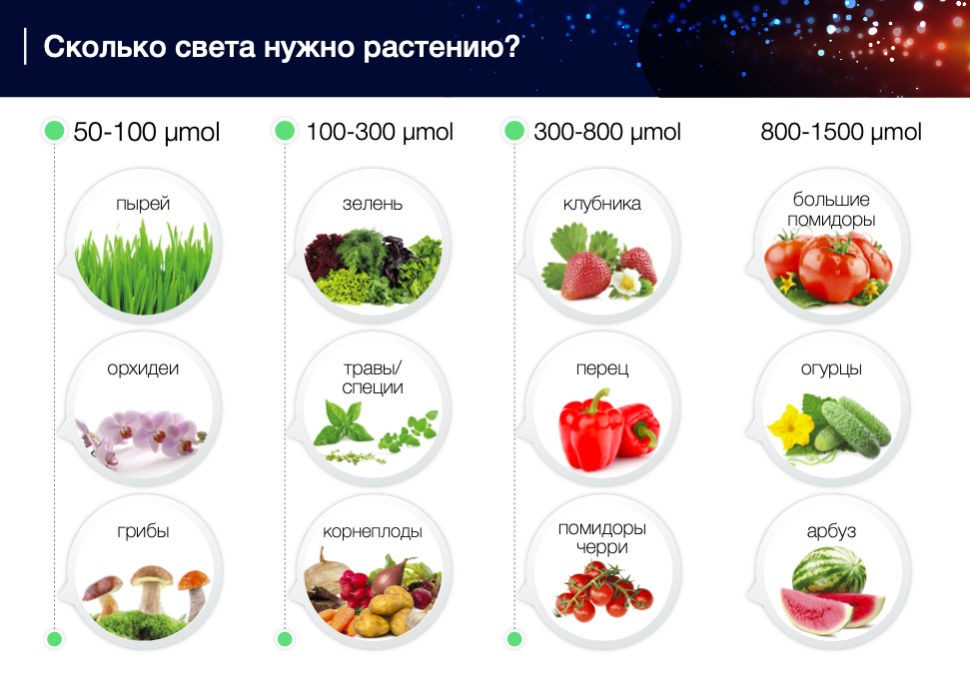 Где заказать профессиональное освещение для теплиц в Украине 1
