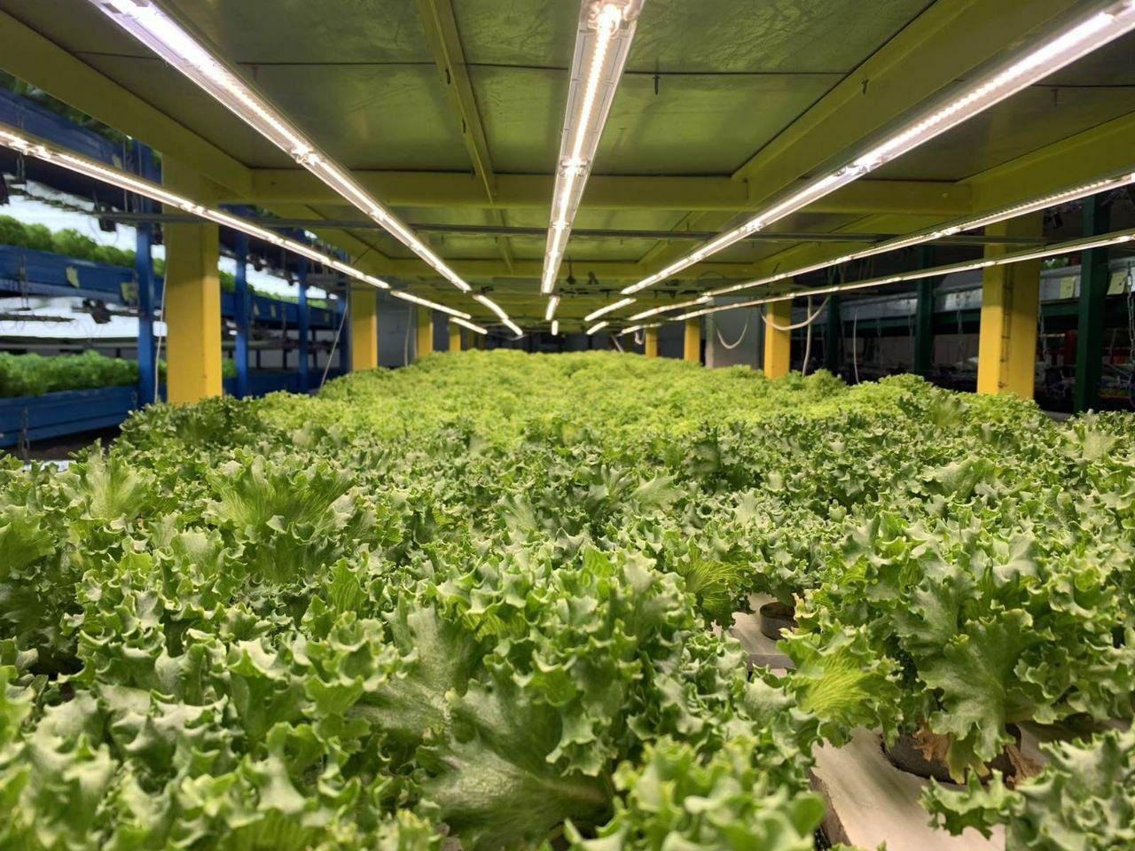 Где заказать профессиональное освещение для теплиц в Украине 2