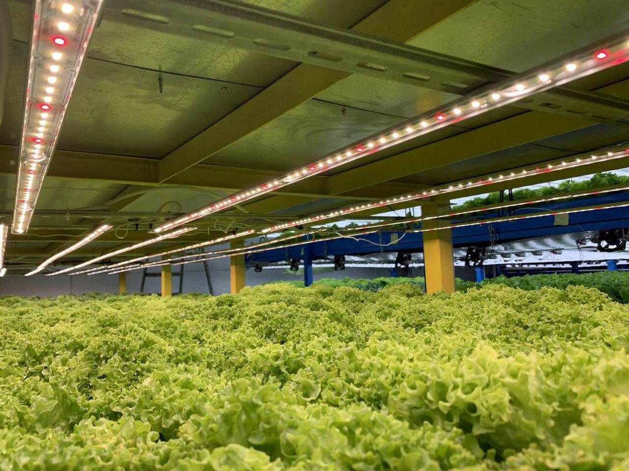 Где заказать профессиональное освещение для теплиц в Украине 3