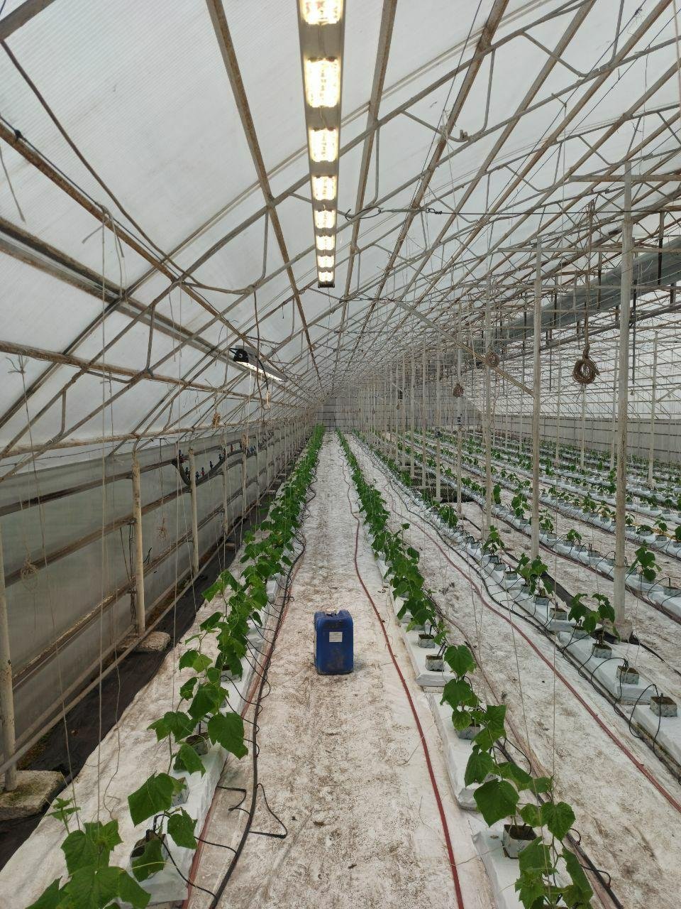 Где заказать профессиональное освещение для теплиц в Украине 4