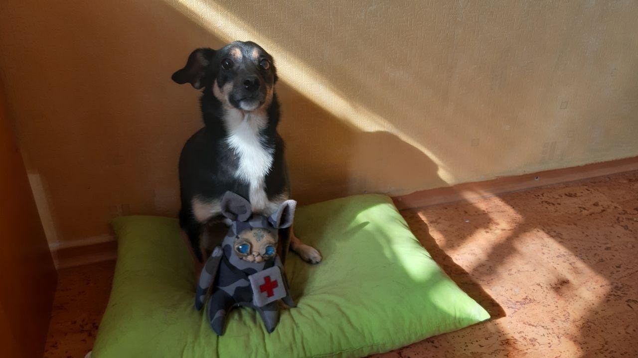 Три случая нападения собак в Днепре за месяц: как уберечься и как оказывать помощь 4