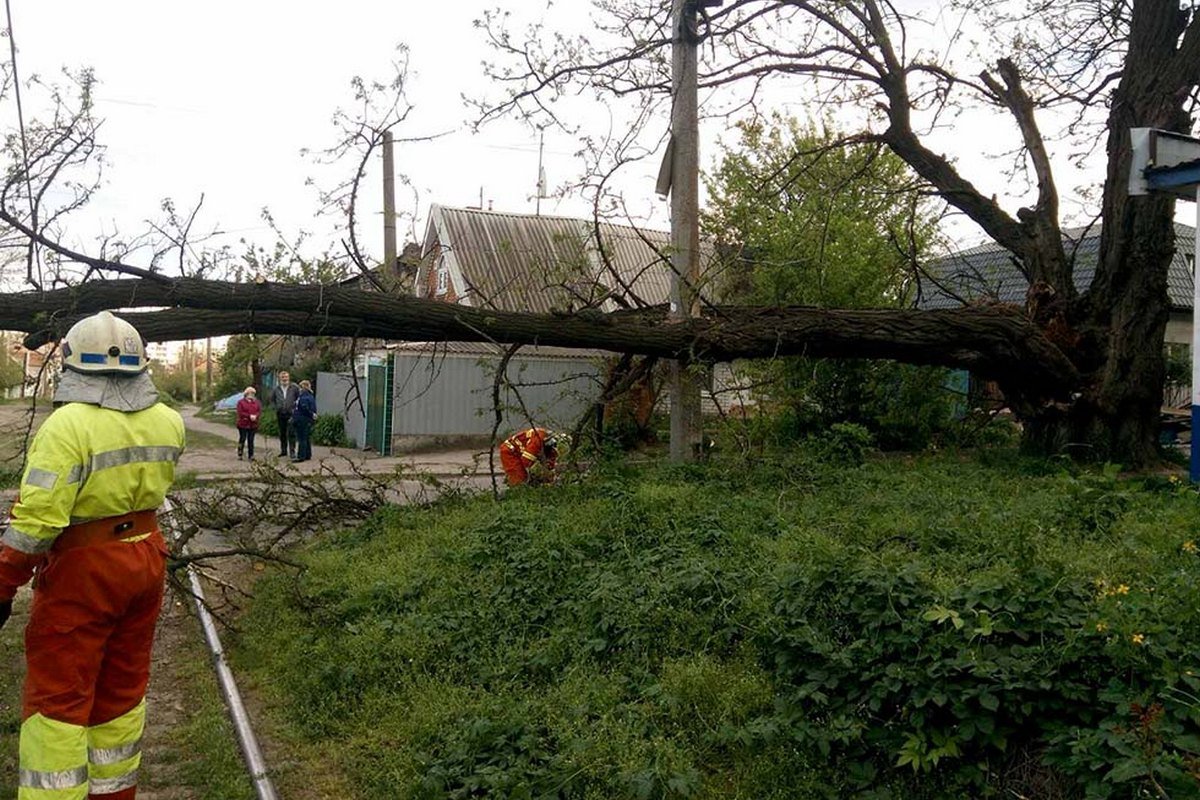 Дерево упало на контактные сети на улице Щепкина Дерево упало на контактные сети на улице Щепкина