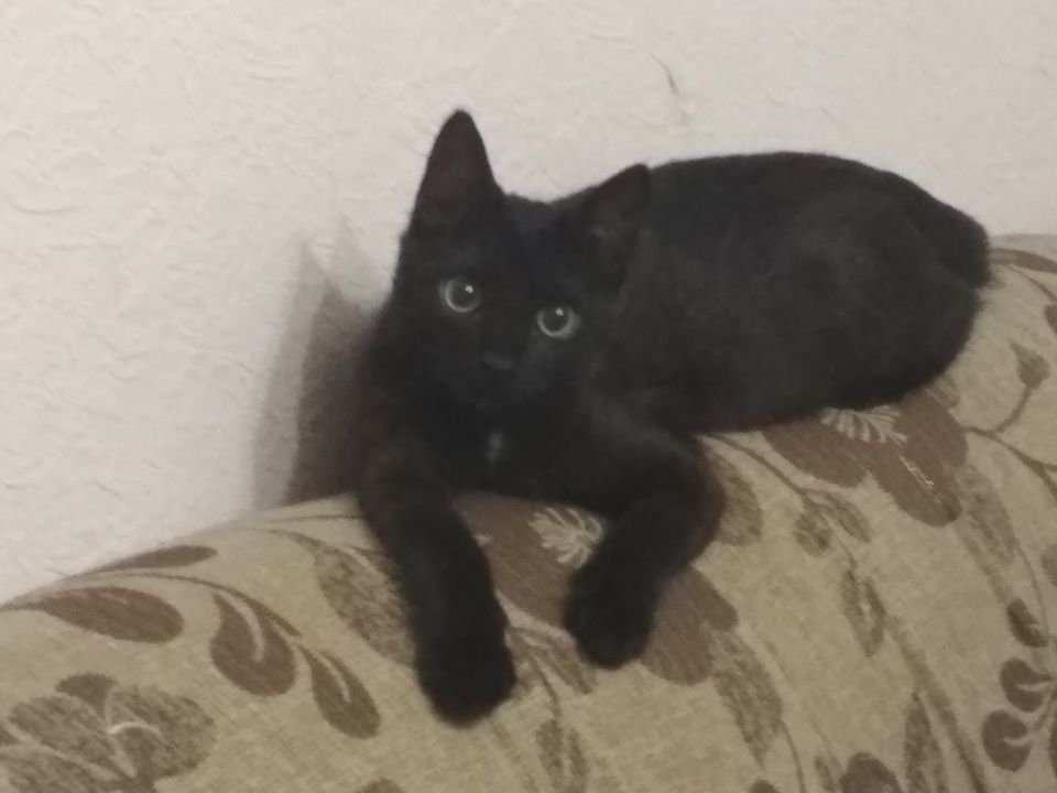 В Днепре пропало много животных: помогите найти 1