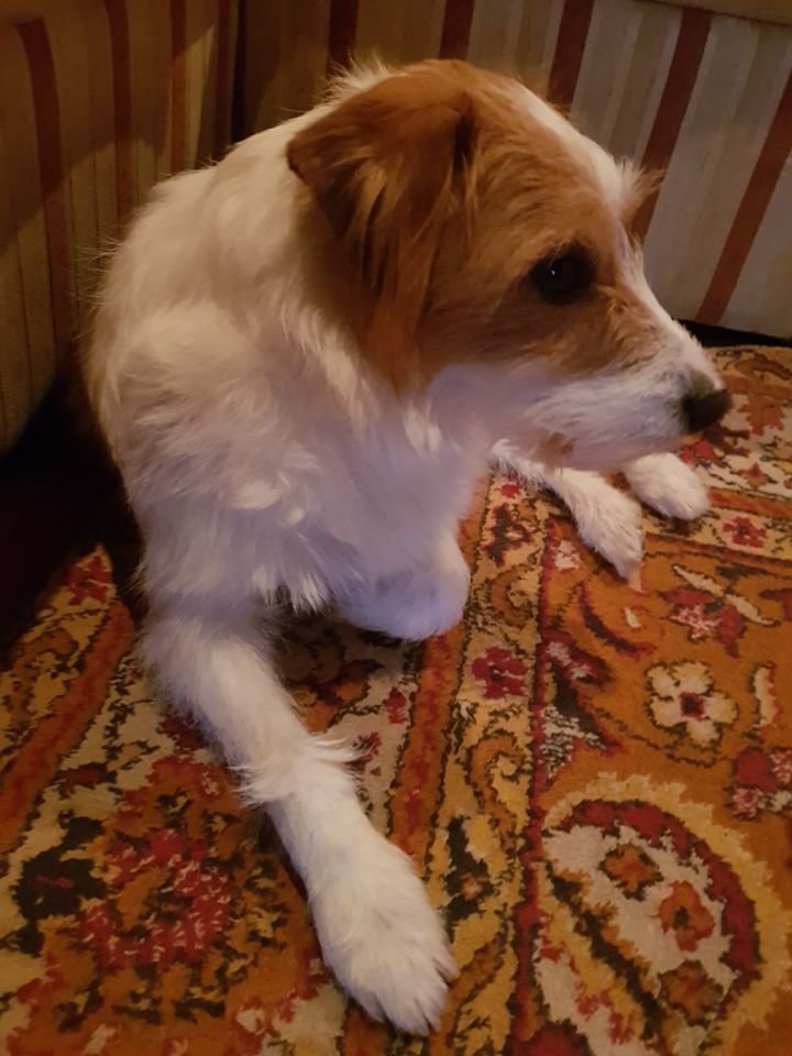 В Днепре пропало много животных: помогите найти 2