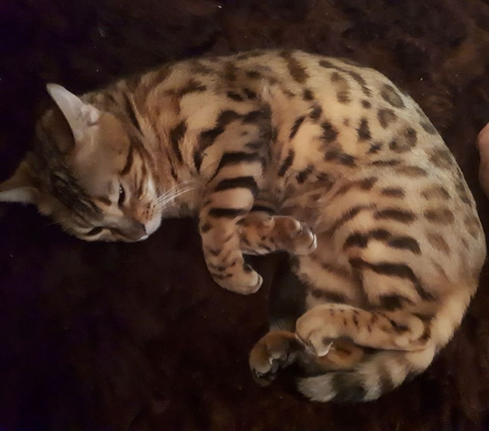 В Днепре пропало много животных: помогите найти 3