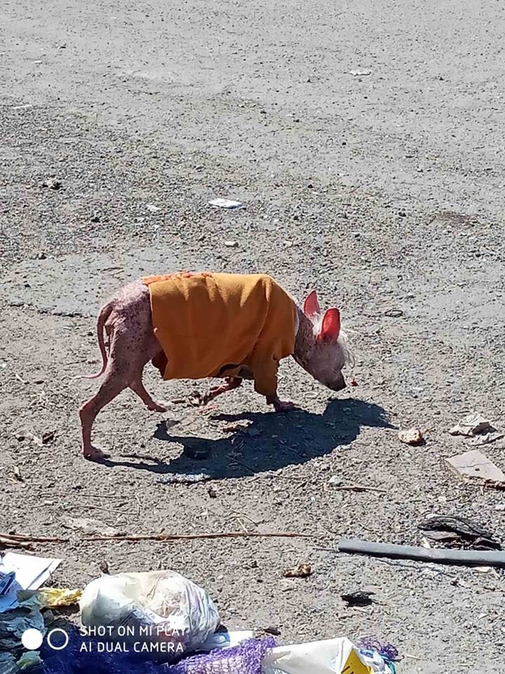 В Днепре пропало много животных: помогите найти 4