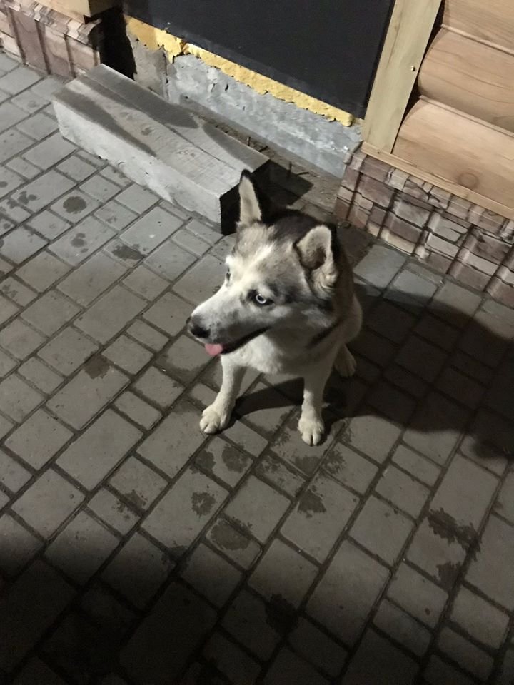 В Днепре пропало много животных: помогите найти 5