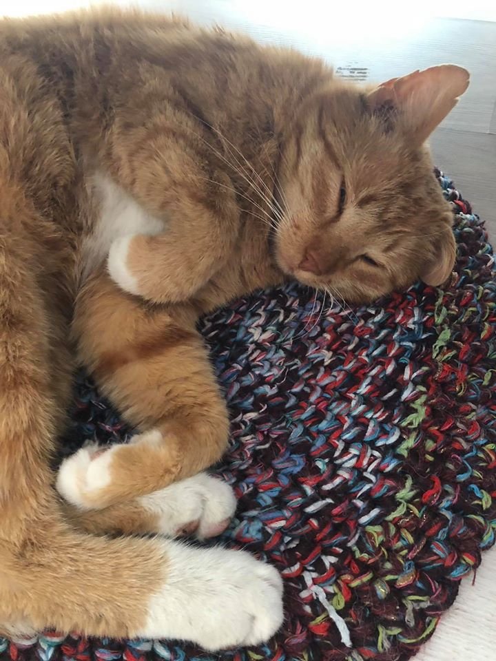 В Днепре пропало много животных: помогите найти 6