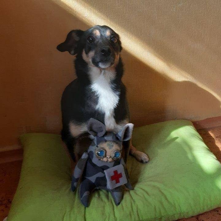 Когда больше нет сил гулять. Фото: medcorpsdnipro