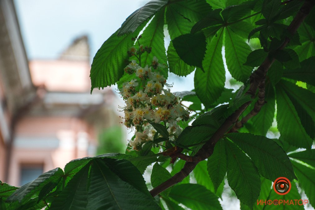 А вы заметили, как распускаются каштаны?