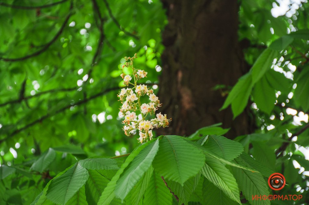 Как свечки их целуют облака?