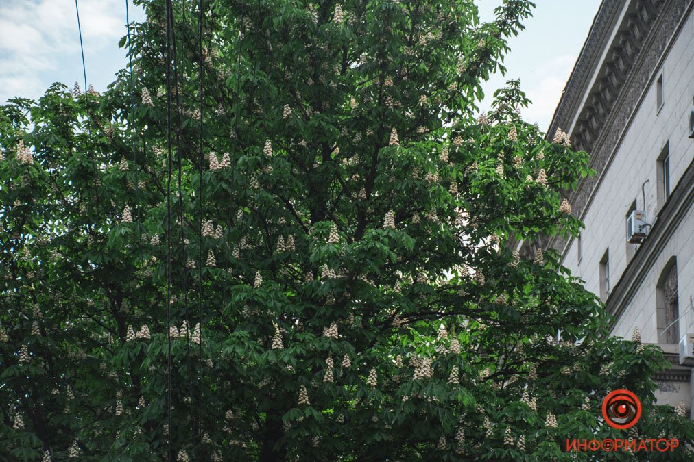 Как новая весна, расправив плечи