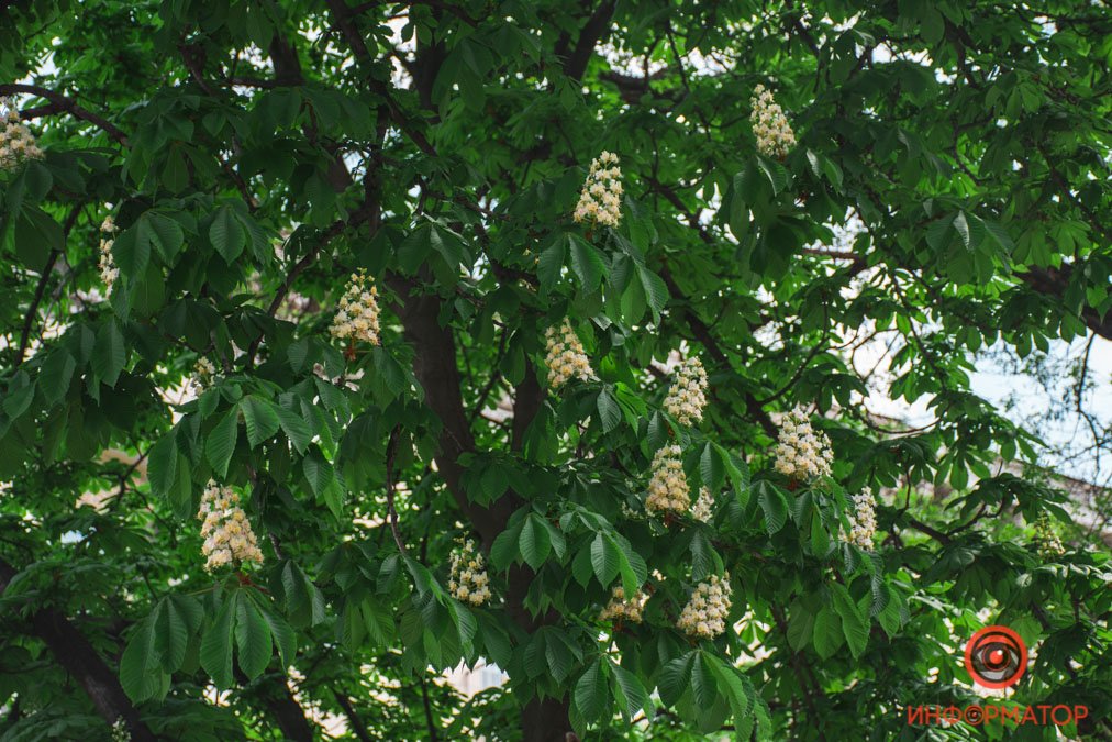 Готовится встречать своих гостей