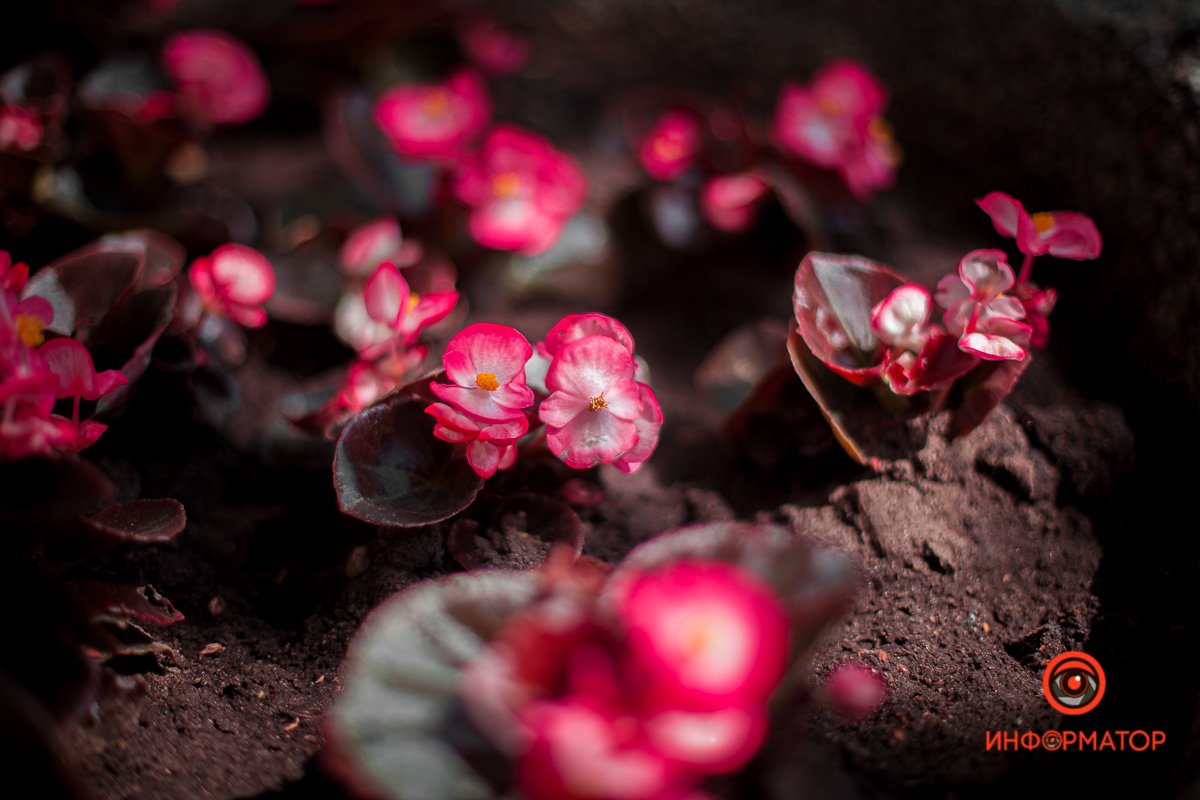 Становится пахучей и длинней