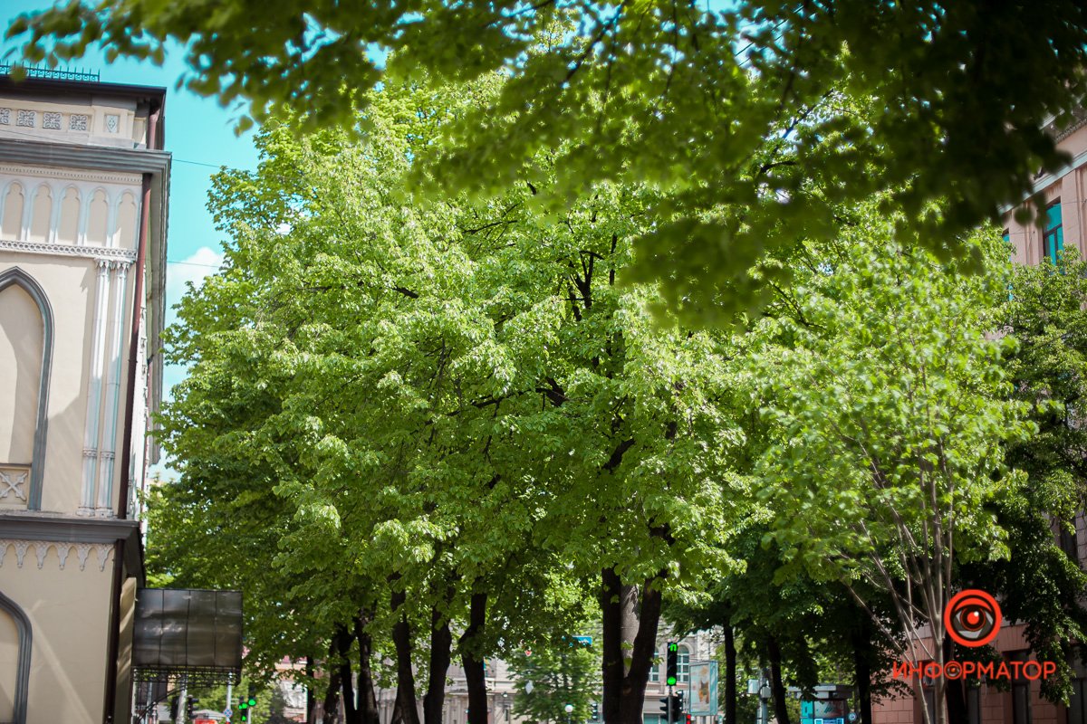 Как птицы начинают свою песню