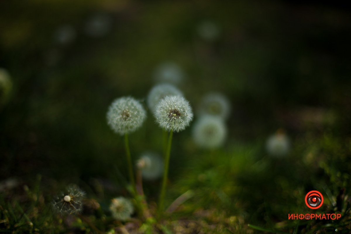 Стихотворение: Дима Филин